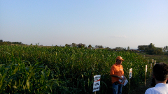 FORAGE SORGHUM